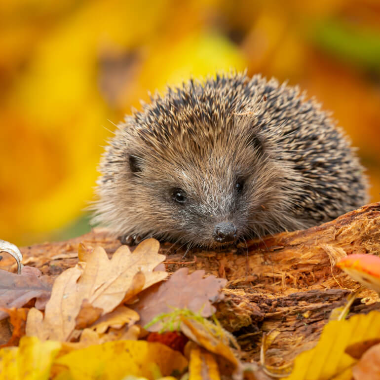 Hedgehog Surrounded with Autumn Leave