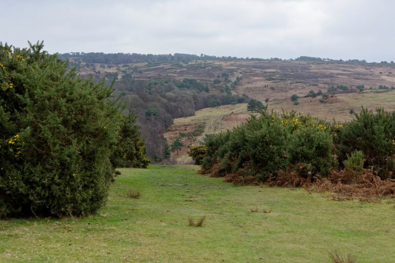 A tranquil nature scene with gorse bushes in bloom, grassy path leading towards rolling hills, under a cloudy sky.
