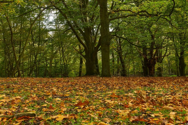 A serene autumn forest with a carpet of fallen golden-brown leaves, surrounded by tall green trees.