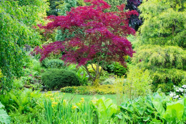A vibrant garden with a variety of lush plants. Dominated by a red-leafed tree, surrounded by green shrubbery and colorful flowers.