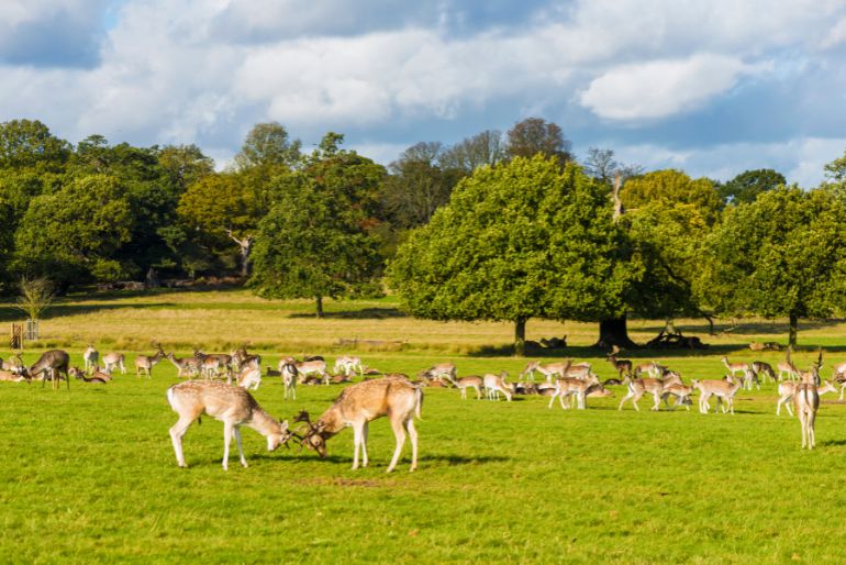 A herd of deer grazing in a lush green meadow with trees and blue sky in the background.