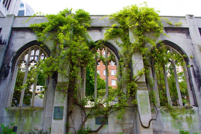 Alt text: Overgrown vines reclaiming the gothic arches of an abandoned stone structure, with a modern building visible through the windows.