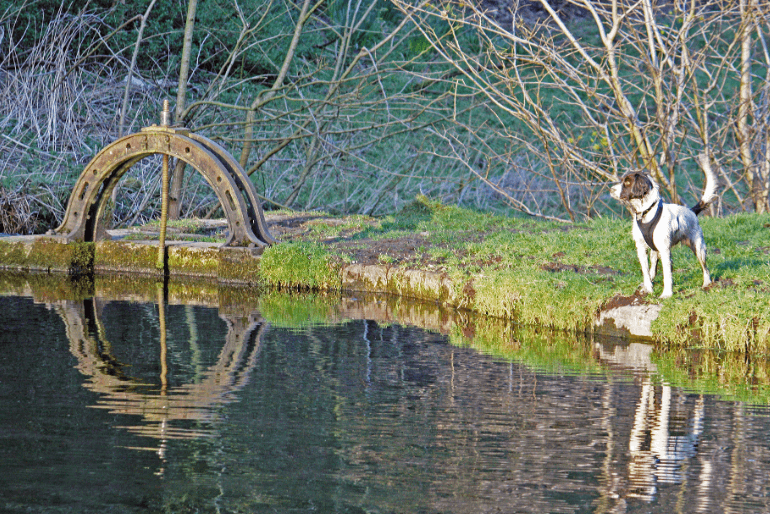A dog stands by a pond with a reflection of an old wooden wheel, surrounded by greenery and trees.